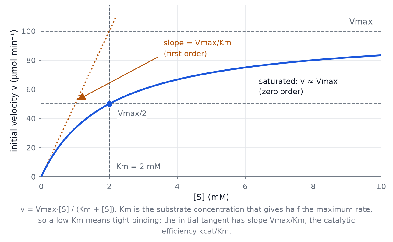 Rectangular hyperbola plot of initial reaction velocity against substrate concentration, with Vmax as the asymptote and Km marked at half of Vmax.
