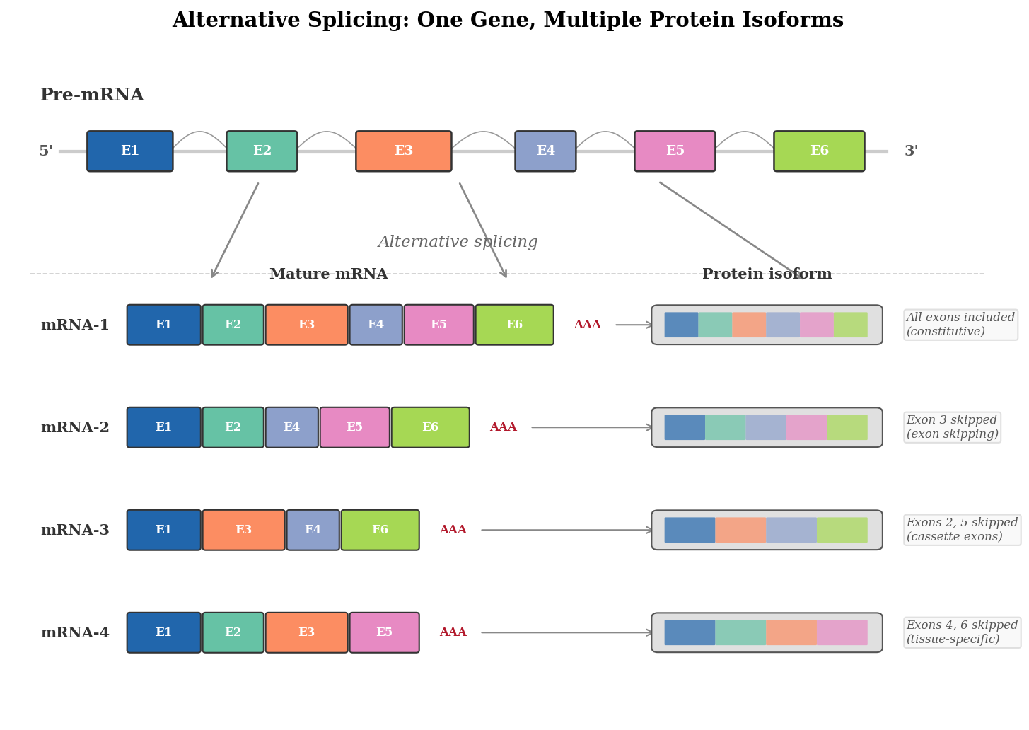 Schematic showing alternative splicing of a single pre-mRNA into multiple mature mRNA variants, each encoding a different protein isoform, with exons colour-coded and splice sites indicated