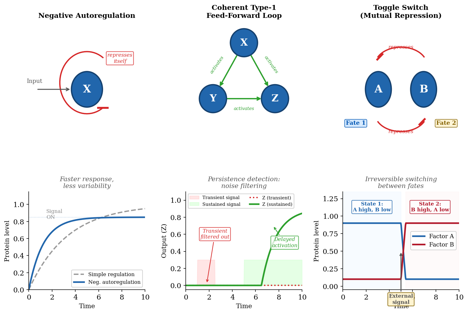 Diagram of three common gene regulatory network motifs — negative autoregulation, feed-forward loop (coherent type 1), and toggle switch — showing transcription factor nodes, activation and repression arrows, and the temporal response profiles each motif generates
